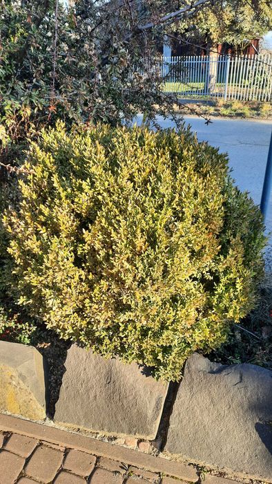 Dwa krzewy Bukszpany