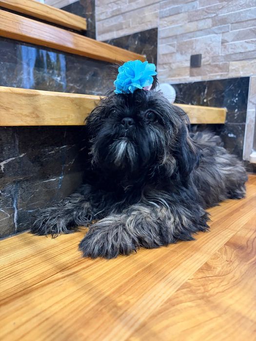 Piękny piesek z włosem shih Tzu