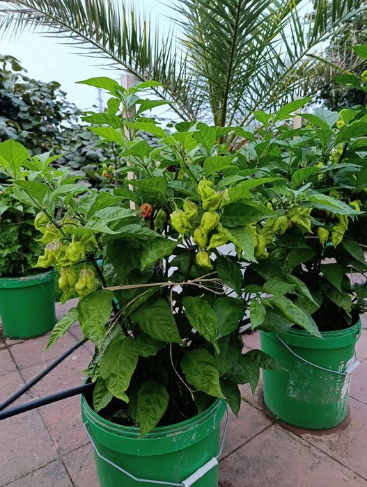 Plantas de Carolina reaper e ghost pepper já transplantadas em balde de 25 litros