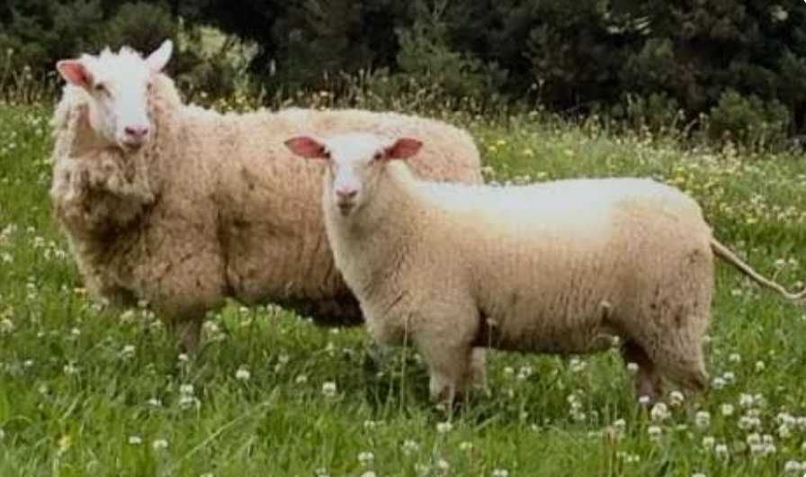 Закарпатські прості баранчики, вівці, ягнята продам до року