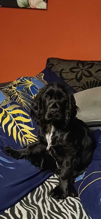 Oddam Cocker spaniela