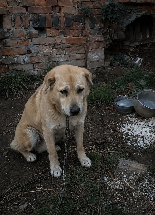 Wyrwany z piekła Tofiś odda ci całe serce
