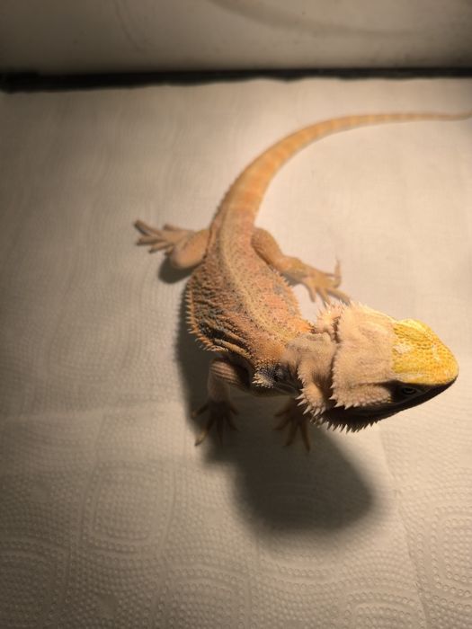 Agama brodata samiec