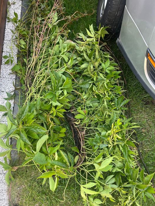 Sadzonki winobluszczu