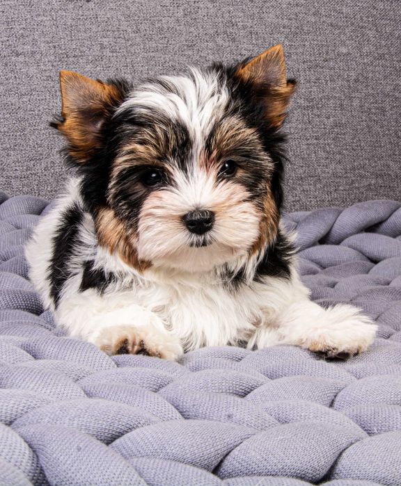 Бівер Йорк - чудова дівчинка чекає власників