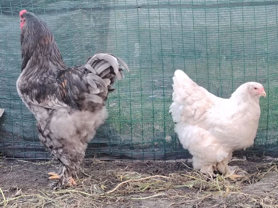 Vende-se Brahmas com 11 meses:Buff, Azul, Splash, Preta.