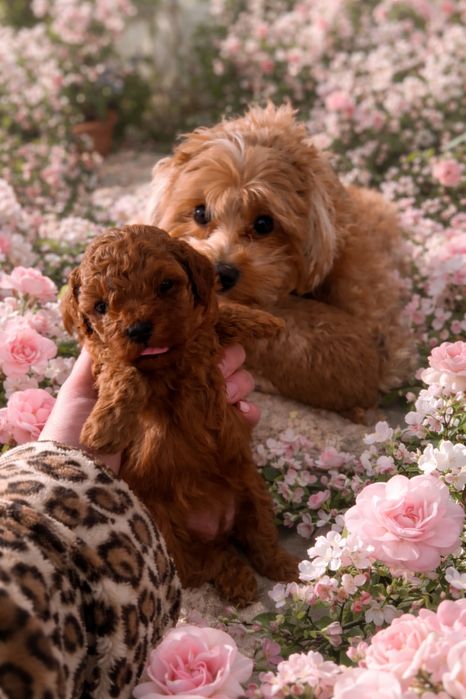 Мальтипу щенки мини