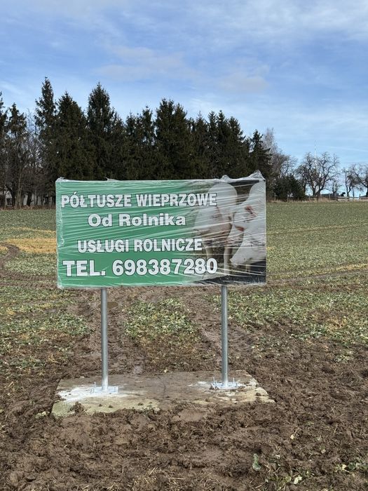Poltusze wieprzowe