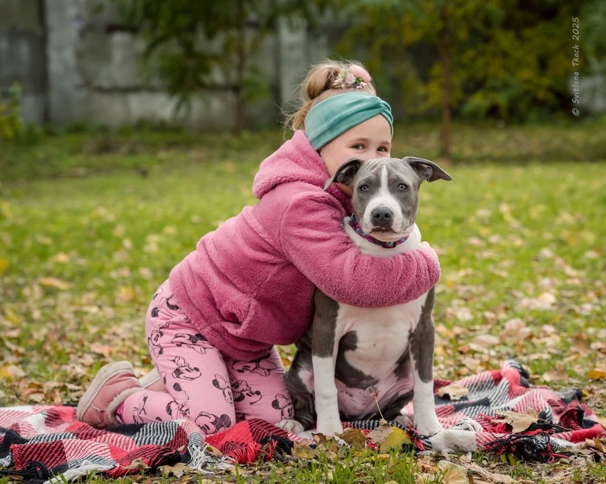 Блакитный хлопчик ам.стаффа 4.5 місяці ..КСУ