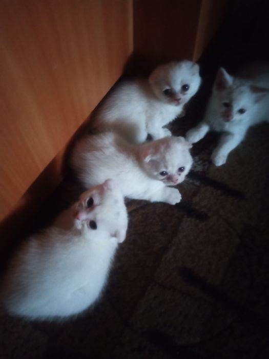 Продам кошенята.