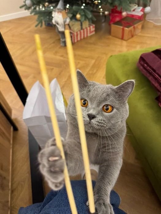 Віддам котика на вʼязку