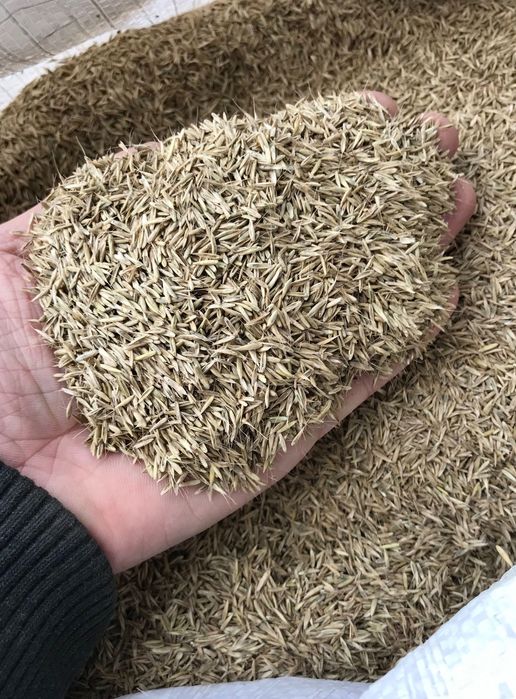 Газонна трава, Райграс Багаторічний, насіння, семена