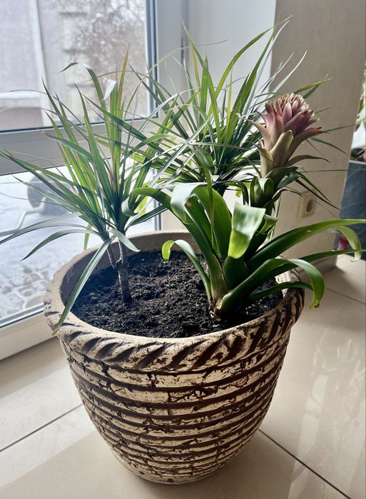 Продам растения для дома и квартиры