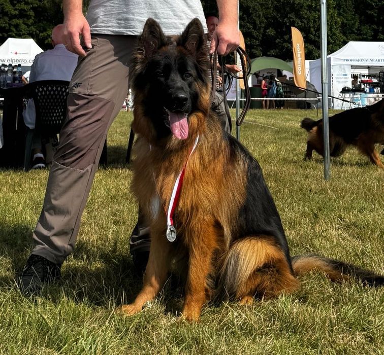 Owczarek Niemiecki Długowłosy ZKwP / FCI szczenię