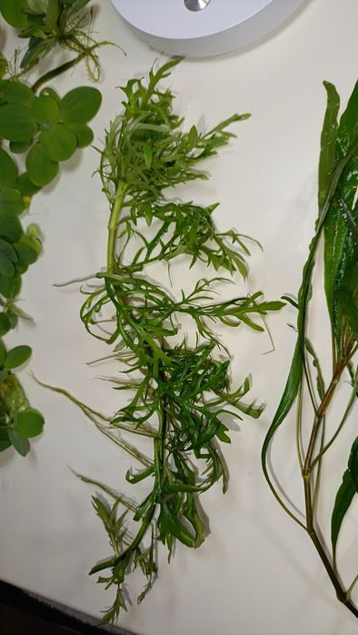 Набір акваріумних рослин