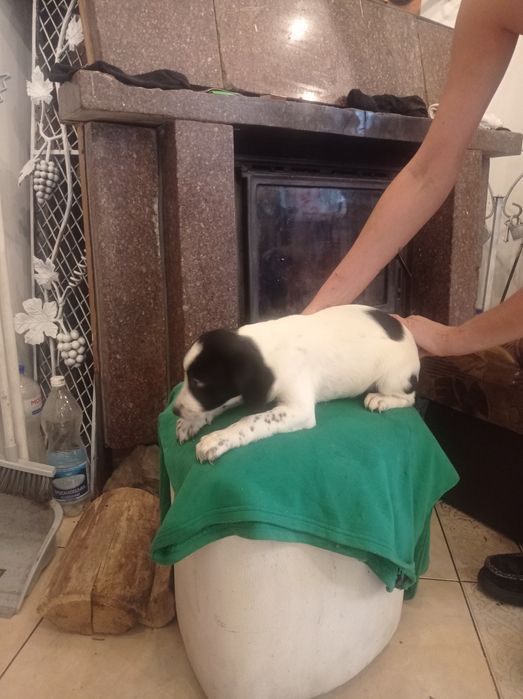 Гарнюня дівчинка долматинка