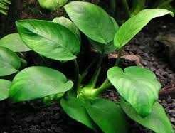 Аквариумное растение Анубиас Anubias nana неприхотливое теневыносливое