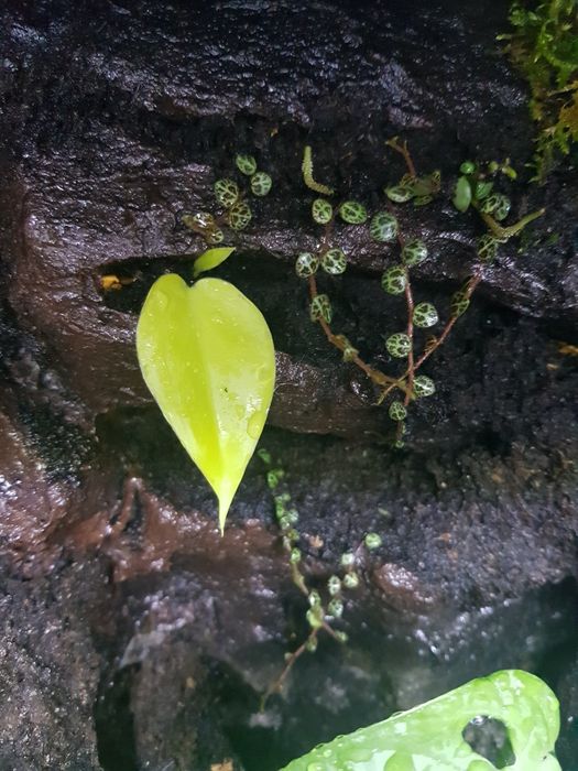 Terrarium tropikalne aktywne biologiczne z wodospadem