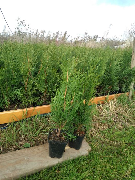 Tuje szmaragd brabant 50 - 70 cm cena 4 zł  , w doniczkach