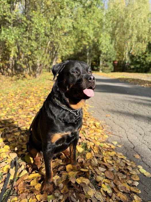 4-letni Rottweiler Bandi szuka nowego domu