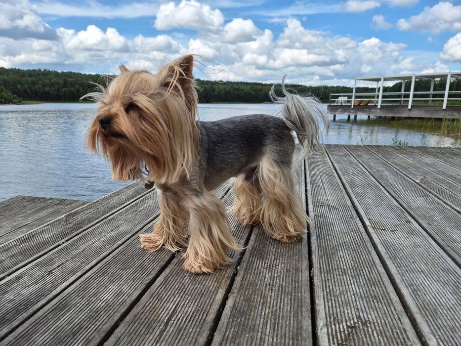 Yorkshire terrier reproduktor