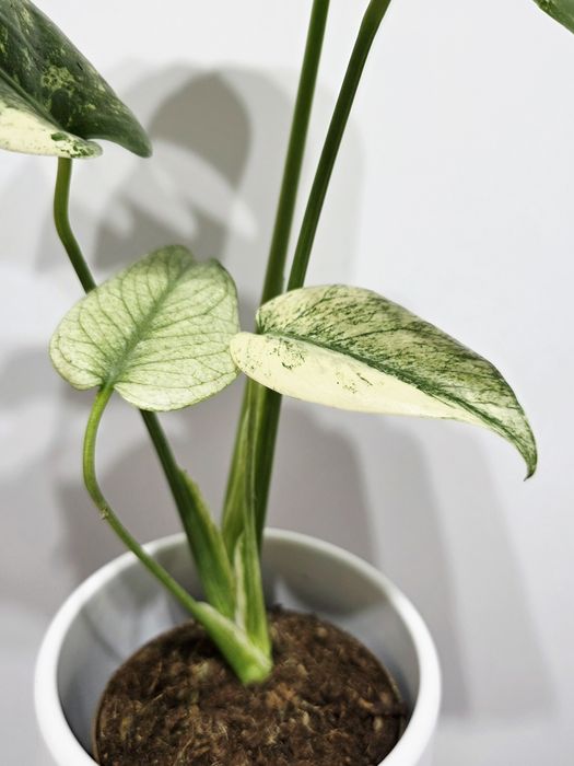Monstera Deliciosa Mint