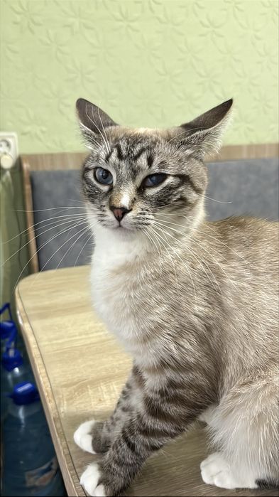 Молода кішека шукає дім.