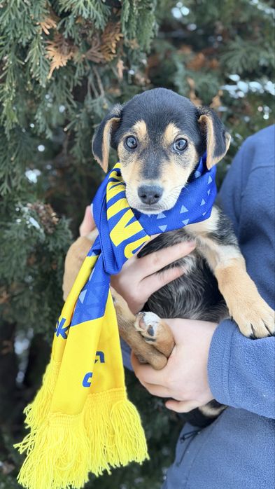 Віддам в добрі руки