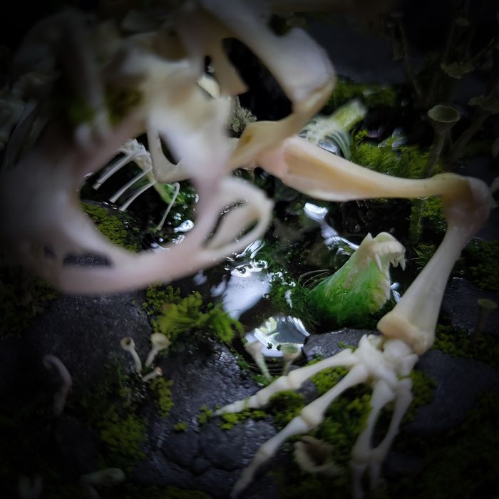 Taksydermia szkielet ropuchy