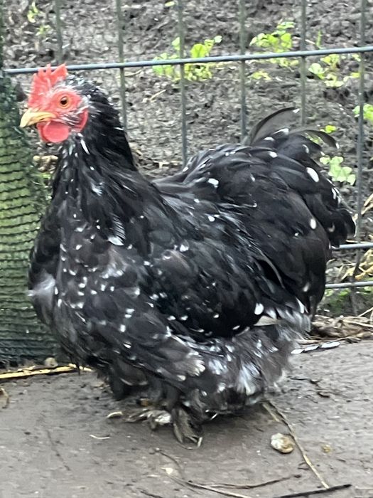 Kury ozdobne kochin miniaturowy