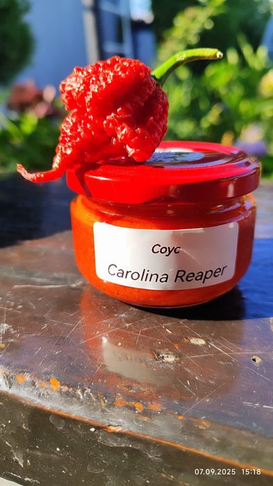 Carolina Reaper-надгострий перець 3 шт.