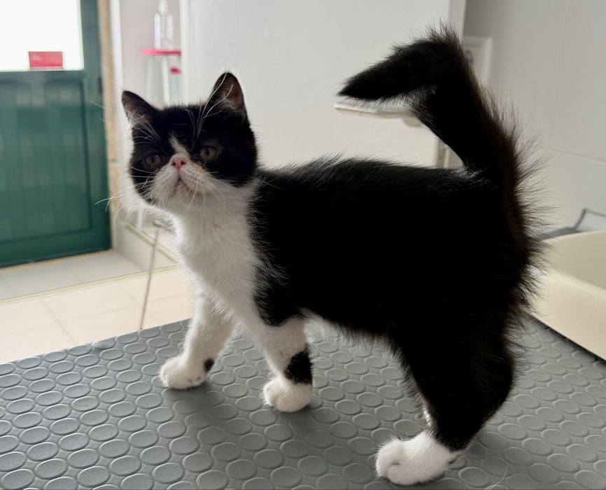 Gatinho Persa Exótico Premium ! Excelente Linhagem!