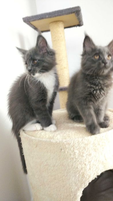 Kotka Maine Coon CLEO