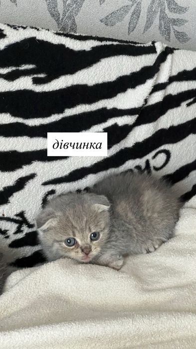 Шотландські Вислоухі