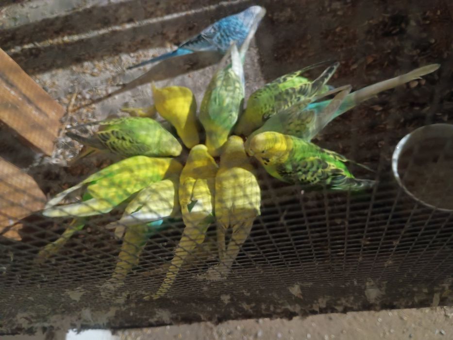 Posiadam papugi kolorowe