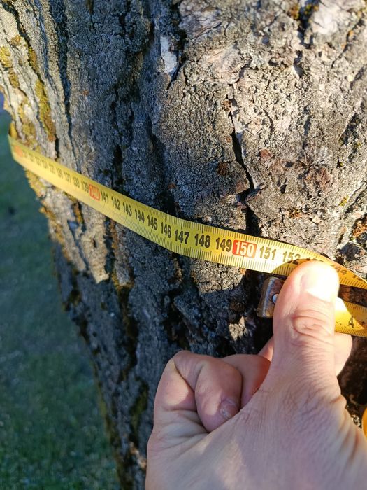 Orzech włoski pień