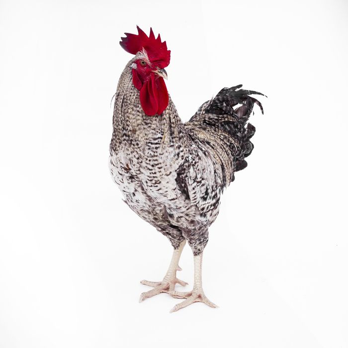 Kury nioski, kury, ferma drobiu, wysyłka