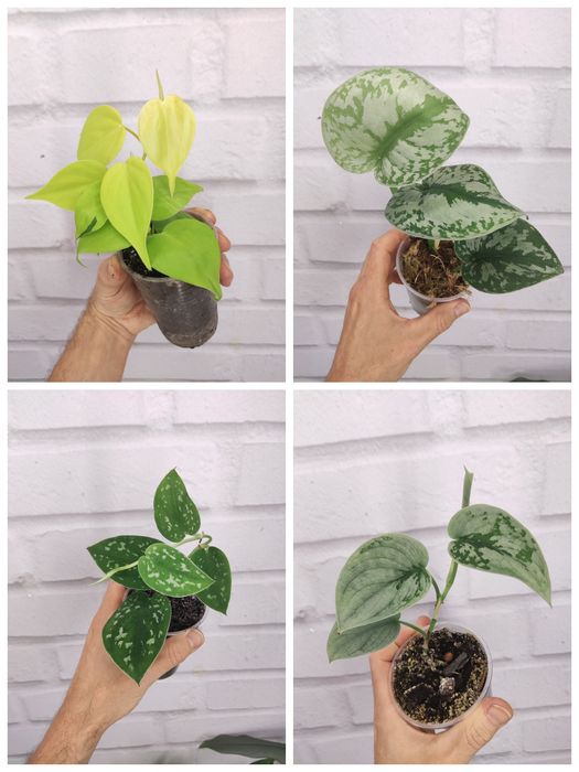 Продаю Ліана Сциндапсус та епіпремнум, філодендрони. Черенки свіжозріз