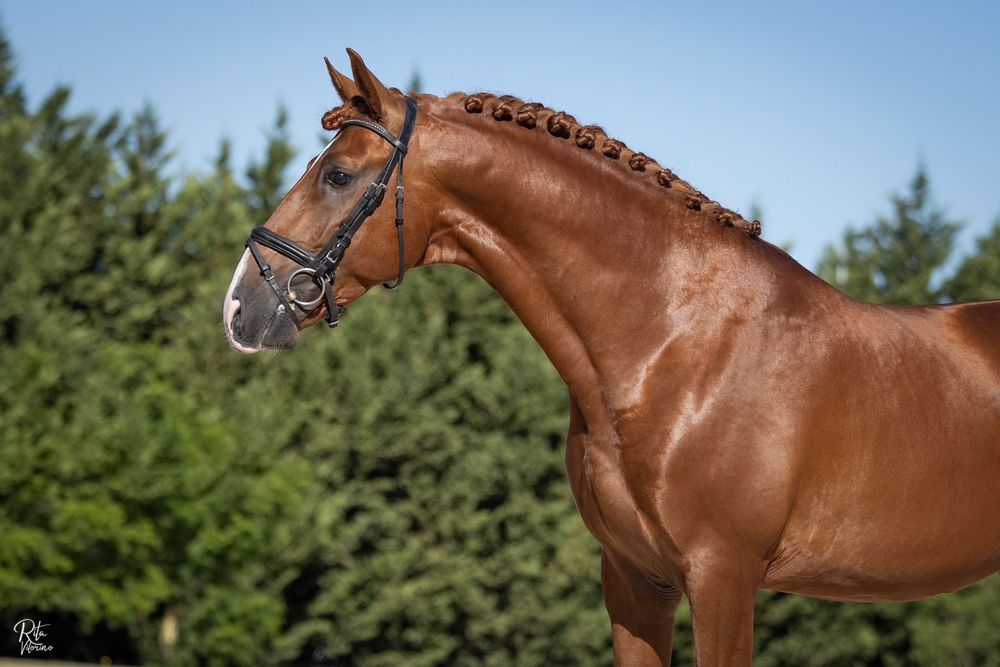 Cavalo Puro Lusitano