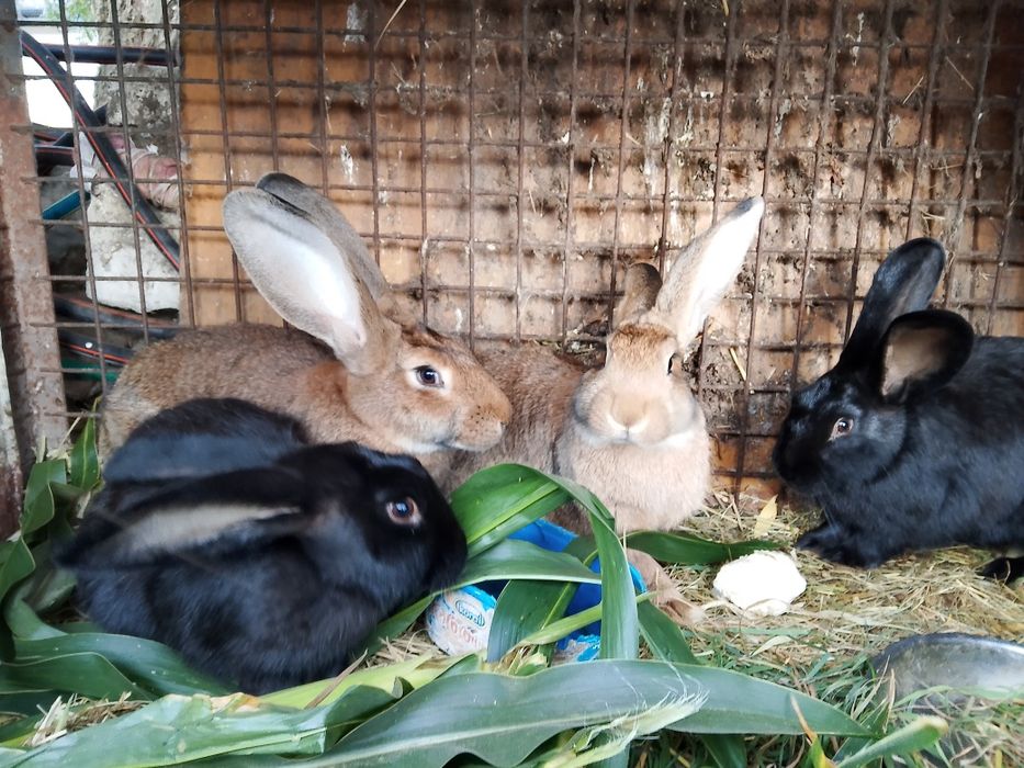 Sprzedam króliki