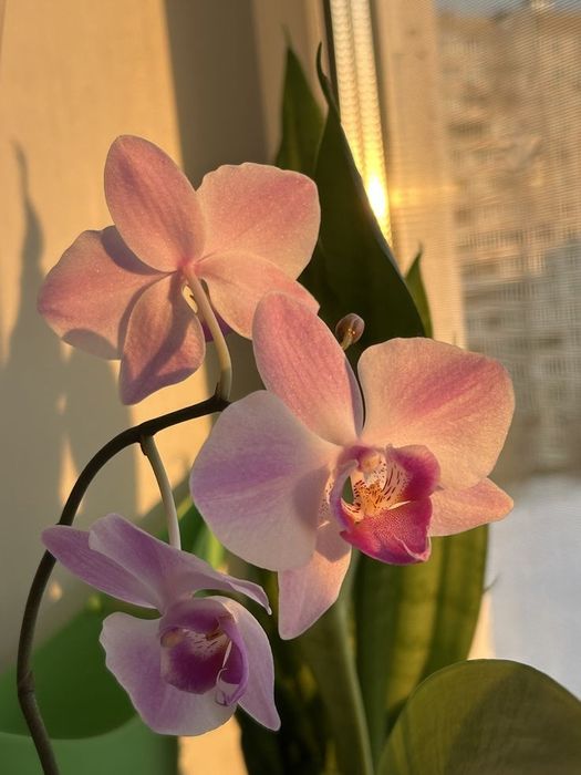 Орхідея фаленопсис
