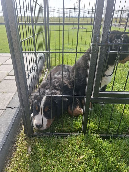 Berneński Pies Pasterski suczka