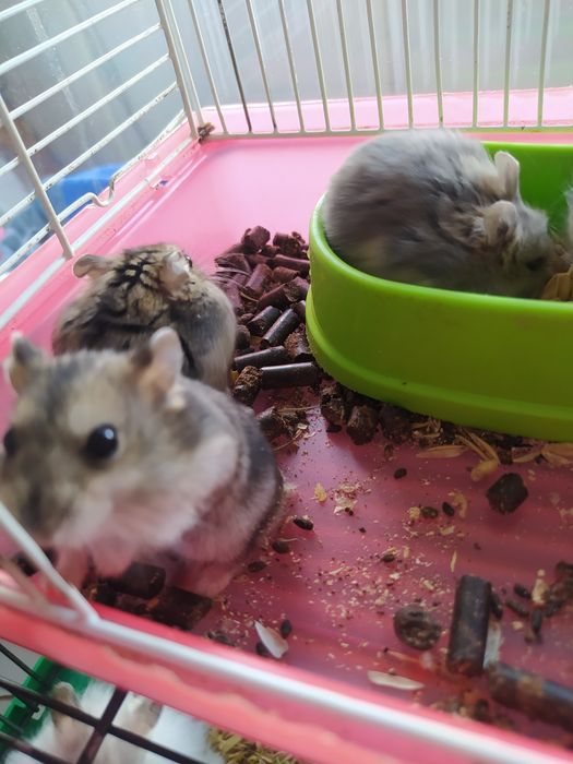 Джунгарский хомяк