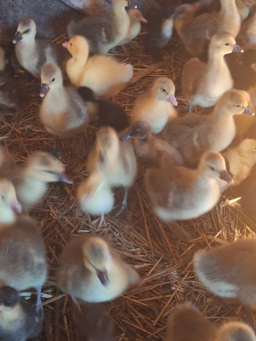 Kury  nioski 20 tygodni