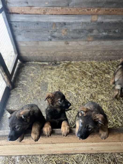 Продам цуценят німецькоі вівчарки