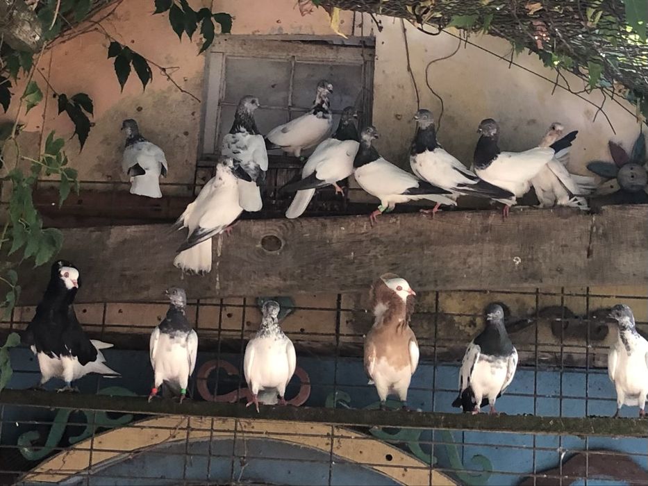 Gołębie budapeszty konciate pantosze