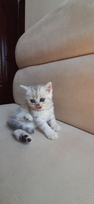 Шотландские прямоухие  крошки котята серебристые шиншиллы