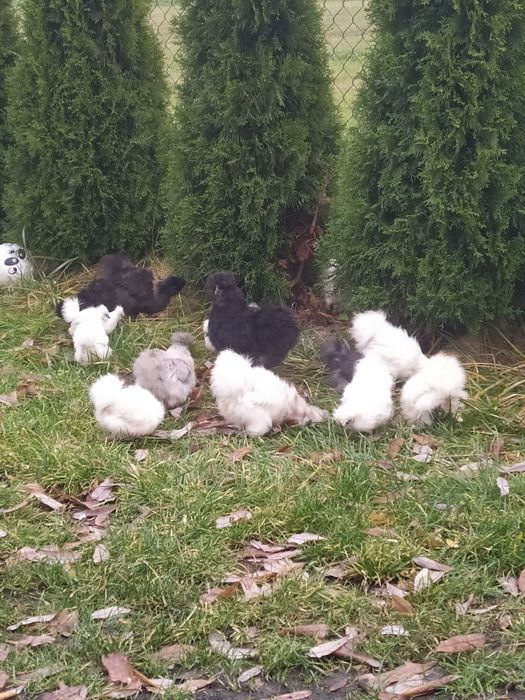 Kurczaki silki jedwabistej