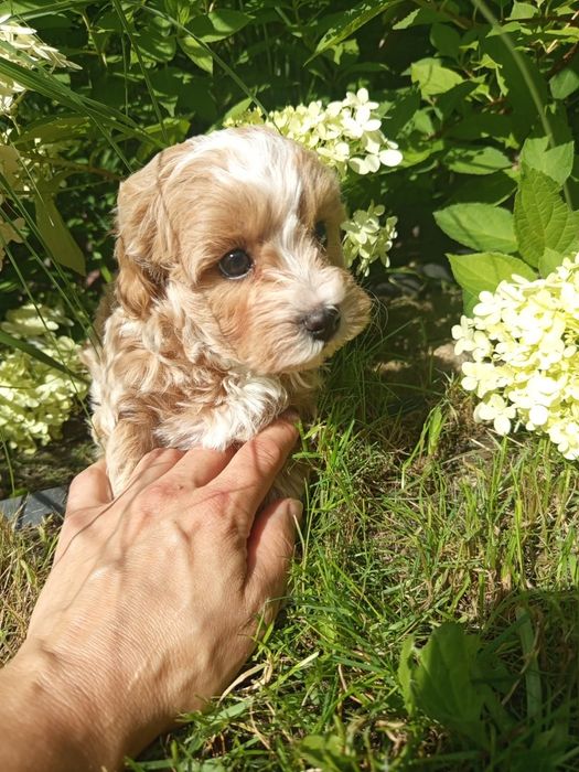 Maltipoo f1 przepiękny chłopiec