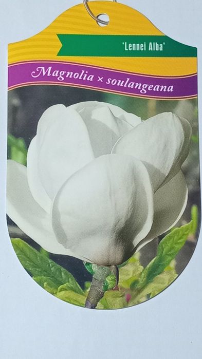 Саджанець Магнолії в горщику